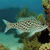 Spotted Lanternfish