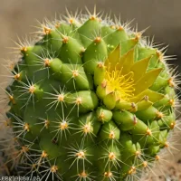 Spinystar Cactus (Coryphantha vivipara)