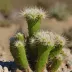 Sneed's Pincushion (Escobaria sneedii)