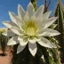 Selenicereus pteranthus (Princess of the Night)