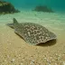 Speckled Skate