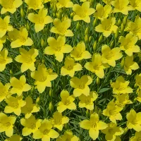 Sundrops
