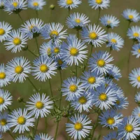 Sky Blue Aster