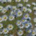 Sky Blue Aster