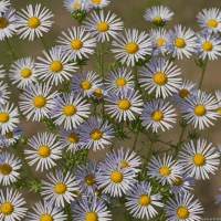 Smooth Aster
