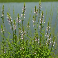 Swamp Loosestrife