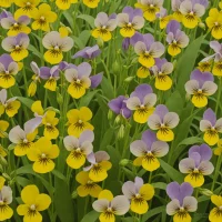 Smooth Yellow Violet