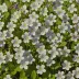 Sweet White Violet