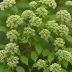 Sambucus nigra