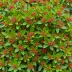 Skimmia japonica