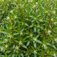 Sarcococca hookeriana