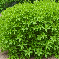 Stephanandra incisa