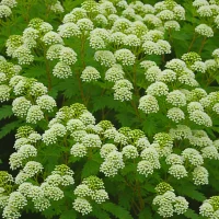 Sorbaria sorbifolia