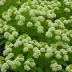 Sorbaria sorbifolia