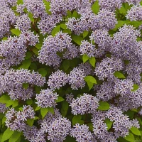 Syringa meyeri
