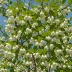 Styrax japonicus