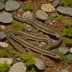 Siskiyou Mountains Salamander