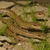 Salado Salamander