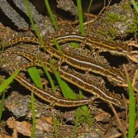 Seepage Salamander
