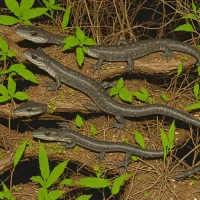 Southern Dusky Salamander