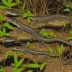 Southern Dusky Salamander