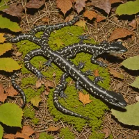 Spotted Dusky Salamander