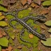 Spotted Dusky Salamander