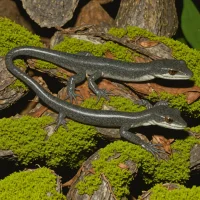 Santeetlah Dusky Salamander