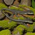 Santeetlah Dusky Salamander