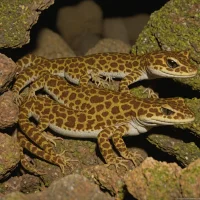 Shasta Salamander