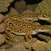 Shasta Salamander