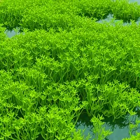 Sea Lettuce (Ulva lactuca)