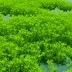 Sea Lettuce (Ulva lactuca)