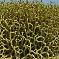 Spiral Wrack (Fucus spiralis)