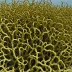 Spiral Wrack (Fucus spiralis)