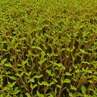 Sea Sorrel (Desmarestia aculeata)