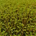 Sea Sorrel (Desmarestia aculeata)