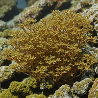 Sea Oak (Halidrys siliquosa)