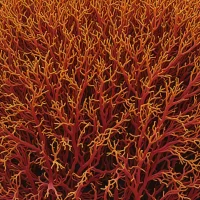 Solieria robusta