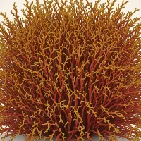 Solieria chordalis