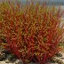 Smithora naiadum