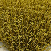 Sphacelaria tribuloides