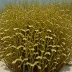 Spatoglossum asperum