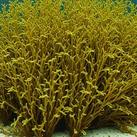 Stoechospermum polypodioides