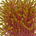 Sarcothalia crispata