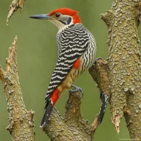Stripe-breasted Woodpecker
