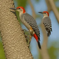 Sulawesi Woodpecker
