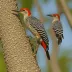 Sulawesi Woodpecker