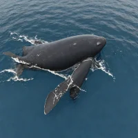 Southern Right Whale