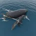 Southern Right Whale